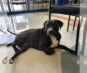 Labrador Retriever Dogs for adoption in Corpus Christi, TX, USA