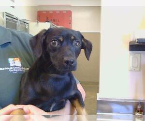 Chihuahua Dogs for adoption in Sacramento, CA, USA