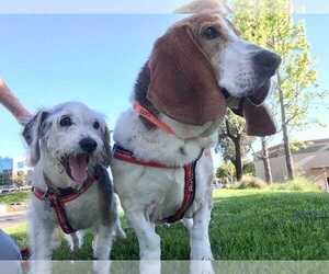 Mutt Dogs for adoption in Whittier, CA, USA