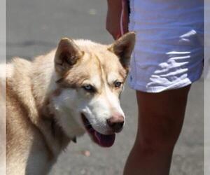 Siberian Husky Dogs for adoption in danville, CA, USA