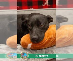 Labrador Retriever-Unknown Mix Dogs for adoption in Mobile, AL, USA