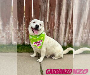 American Pit Bull Terrier-Basset Hound Mix Dogs for adoption in Sandy, UT, USA
