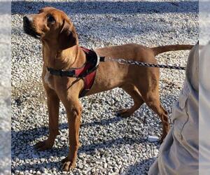 Redbone Coonhound Dogs for adoption in Crossville, TN, USA