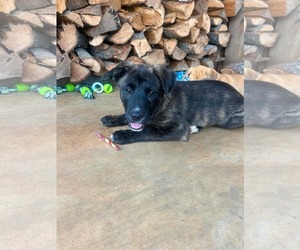 Labrador Retriever-Unknown Mix Dogs for adoption in Sterling, MA, USA