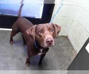 Labrador Retriever Dogs for adoption in Tulsa, OK, USA