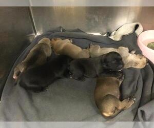 American Pit Bull Terrier Dogs for adoption in Riverside, CA, USA