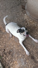 Rat Terrier-Unknown Mix Dogs for adoption in Snellville, GA, USA
