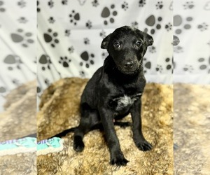Mutt Dogs for adoption in SHERBURNE, NY, USA