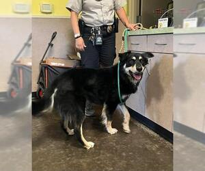 Border-Aussie Dogs for adoption in Rockwall, TX, USA