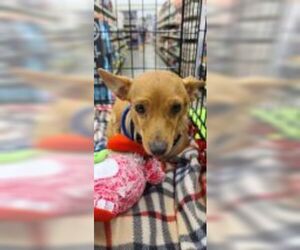 Chiweenie Dogs for adoption in Missouri City, TX, USA