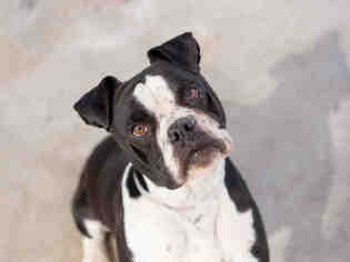Bull-Boxer Dogs for adoption in Martinez, CA, USA