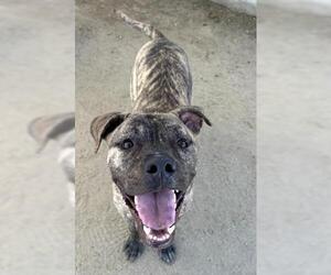 American Pit Bull Terrier Dogs for adoption in Bakersfield, CA, USA