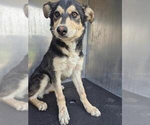Border Collie-Unknown Mix Dogs for adoption in San Antonio, TX, USA