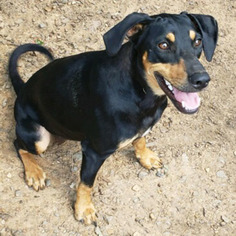 Labrottie Dogs for adoption in Shreveport, LA, USA