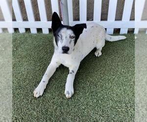 Mutt Dogs for adoption in Modesto, CA, USA