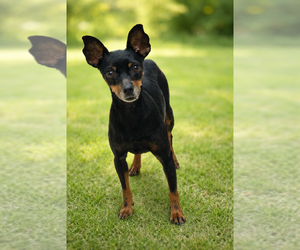 Chipin Dogs for adoption in San Diego , CA, USA