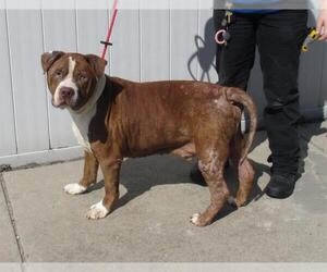Bulldog Dogs for adoption in Louisville, KY, USA