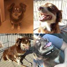 Papshund Dogs for adoption in Tucson, AZ, USA