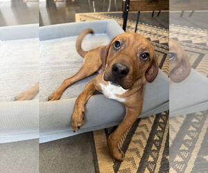 Mutt Dogs for adoption in Greenville, SC, USA