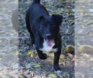 Dachshund-Unknown Mix Dogs for adoption in Ocean Springs, MS, USA