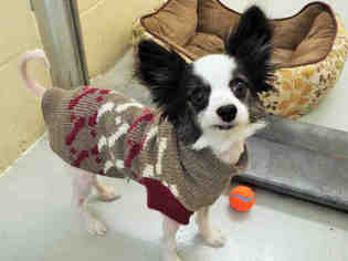 Papillon Dogs for adoption in Lawrence, KS, USA