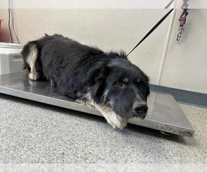 Shollie Dogs for adoption in Visalia, CA, USA