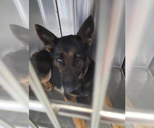 German Shepherd Dog-Unknown Mix Dogs for adoption in Fayetteville, NC, USA