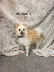 Pomeranian Dogs for adoption in Chester, IL, USA
