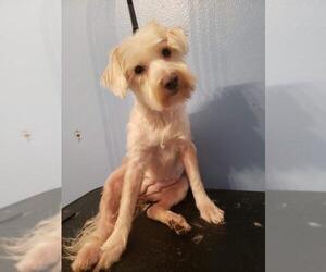 Maltese Dogs for adoption in Marrero, LA, USA