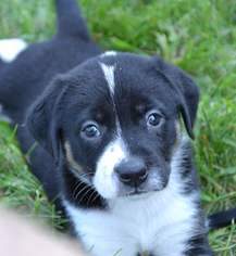 Borador Dogs for adoption in Hockessin, DE, USA