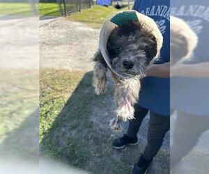 Poodle (Miniature)-Unknown Mix Dogs for adoption in Houston, TX, USA