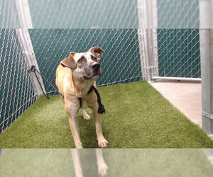 German Shepherd Dog-Unknown Mix Dogs for adoption in Downey, CA, USA