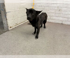 Pembroke Welsh Corgi-Unknown Mix Dogs for adoption in San Bernardino, CA, USA