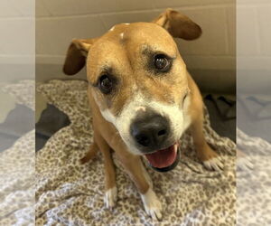 Labrador Retriever Dogs for adoption in Petaluma, CA, USA