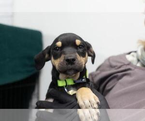 Labrador Retriever-Unknown Mix Dogs for adoption in Mountain Home, AR, USA