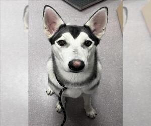 - Mix Dogs for adoption in Tracy, CA, USA