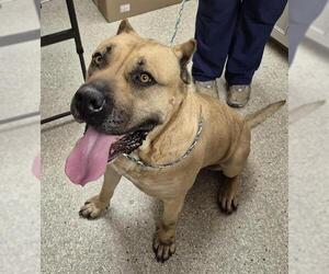 Presa Canario Dogs for adoption in Lodi, CA, USA