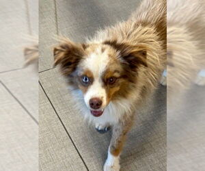Australian Shepherd Dogs for adoption in Rancho Cucamonga, CA, USA