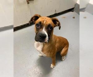 Boxer Dogs for adoption in Peoria, IL, USA