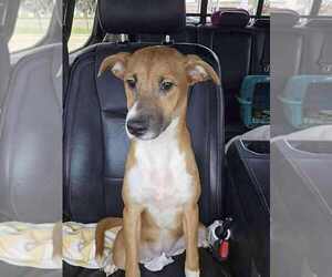 Medium Photo #1 Jack Chi Puppy For Sale in New York, NY, USA