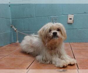 Mutt Dogs for adoption in Downey, CA, USA