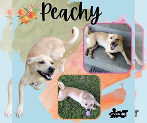 Chihuahua-Unknown Mix Dogs for adoption in Lindsay, CA, USA