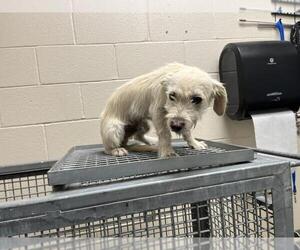 Mutt Dogs for adoption in Moreno Valley, CA, USA
