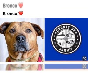 Labrador Retriever Dogs for adoption in Akron, OH, USA