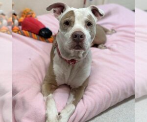 American Pit Bull Terrier Dogs for adoption in Rohnert Park, CA, USA