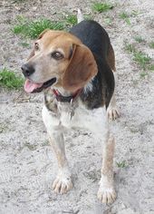 Beagle Dogs for adoption in Camden, SC, USA
