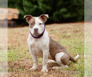 Bulldog Dogs for adoption in Cumming, GA, USA