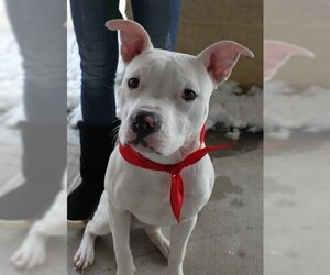 American Bulldog-Unknown Mix Dogs for adoption in Livonia, MI, USA