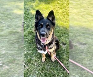 Australian Shepherd-German Shepherd Dog Mix Dogs for adoption in Sacramento, CA, USA