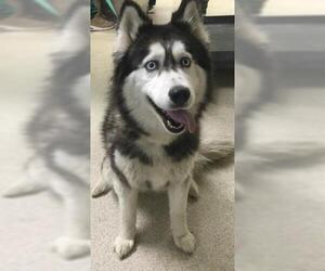 Siberian Husky Dogs for adoption in Riverside, CA, USA
